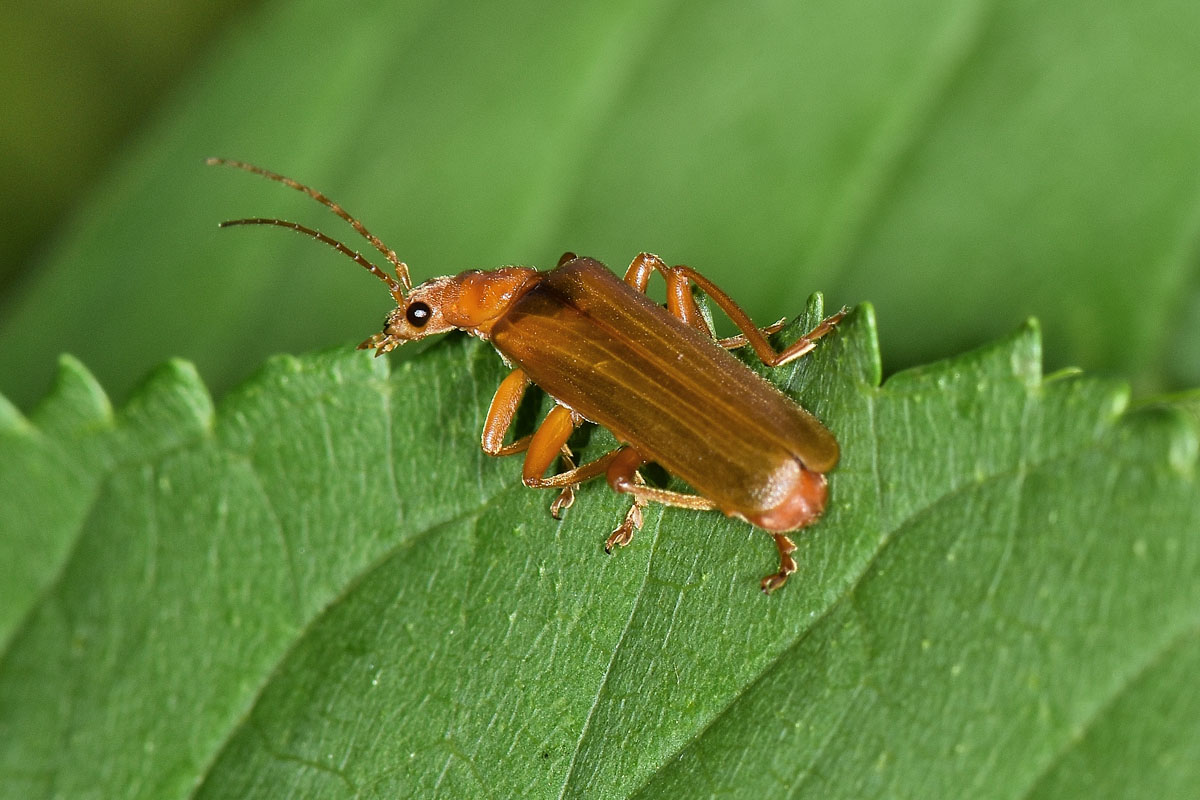 Cantharidae: Cantharis sp?....Cantharis gr. pallida opp. Podistra rufotestacea